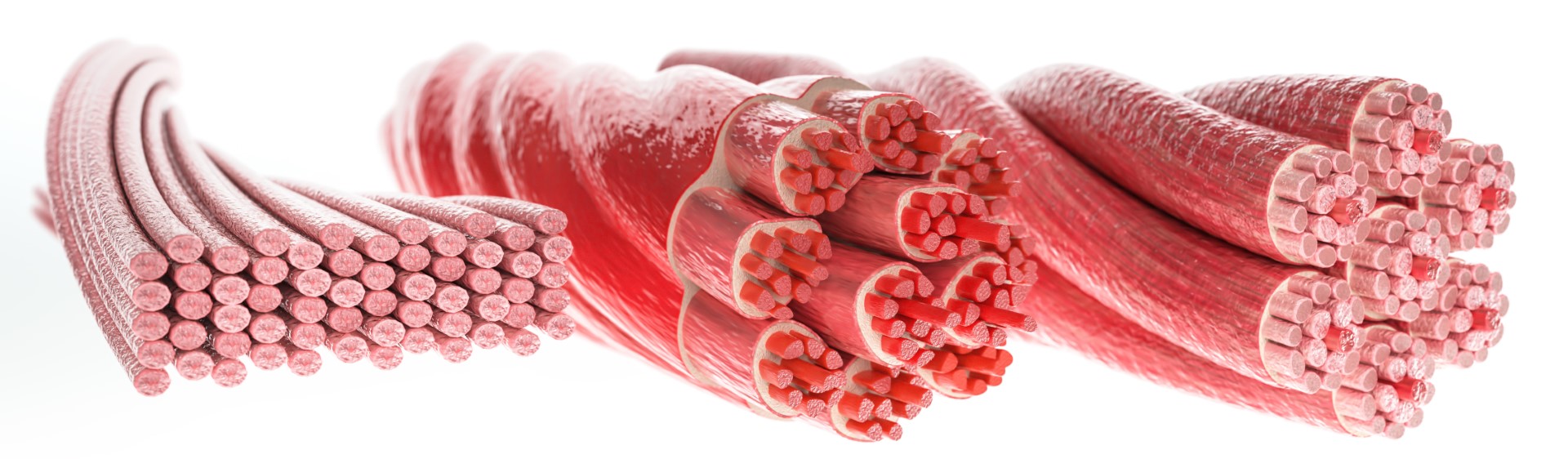 Anatomical diagram of muscle fibers