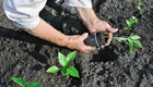 Man working with plants